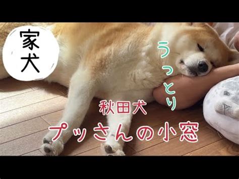 家犬|犬